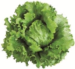 ���ʥ�إåɥ��饹�ʥĥ륿�Υ��͡ˡ�