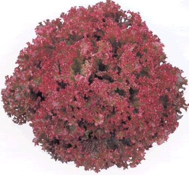 Х饨ƥ֡ʥĥ륿Υ͡ˡ