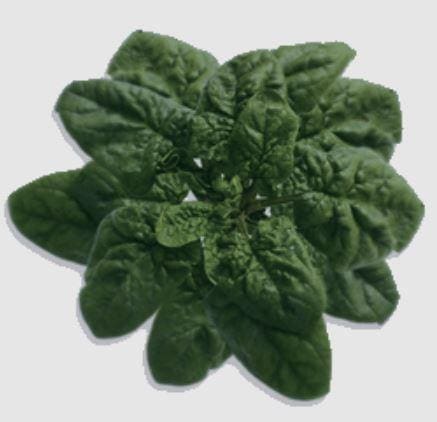 ��̣�ʥȥ������ġ�