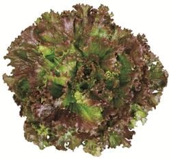 ʥåɥ饹ʥĥ륿Υ͡ˡ