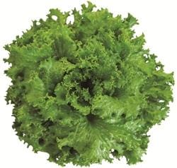 ȥ꡼󥰥饹ʥĥ륿Υ͡ˡ