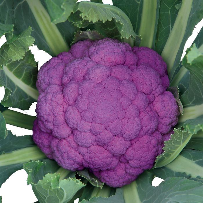 �����ʥ��ȥѡ��ץ�ʥ������Υ��͡ˡ�