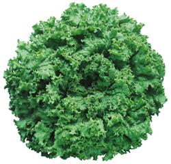 ɥ꡼󥰥饹ʥĥ륿Υ͡ˡ