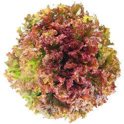 եȥåɥ饹ʥĥ륿Υ͡ˡ