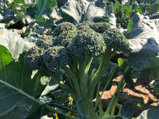 �֥��ե����죶���ʥȥ������ġˡ�