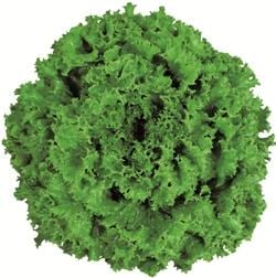 ꥳ꡼󥰥饹ʥĥ륿Υ͡ˡ