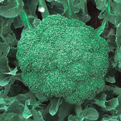 �Ρݣ����������μ���