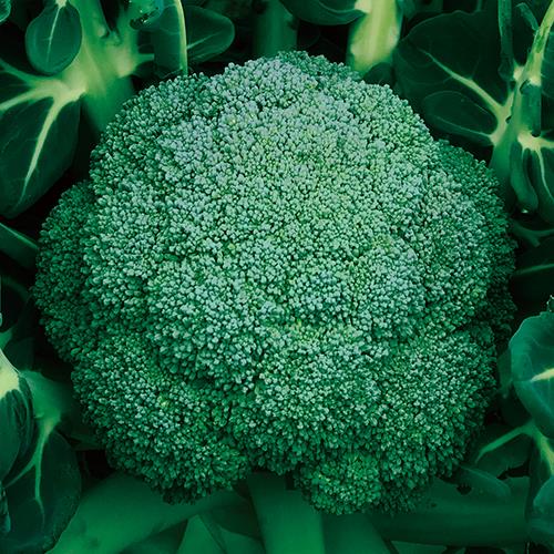 ��ᤵ��������μ���