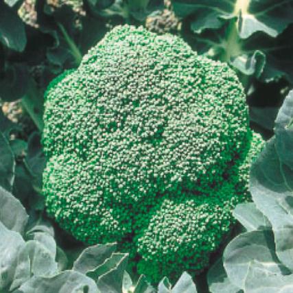 ���У��������μ���