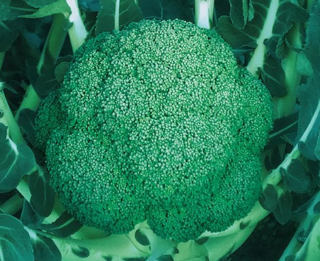 �Ϥ�Ӥ������μ���