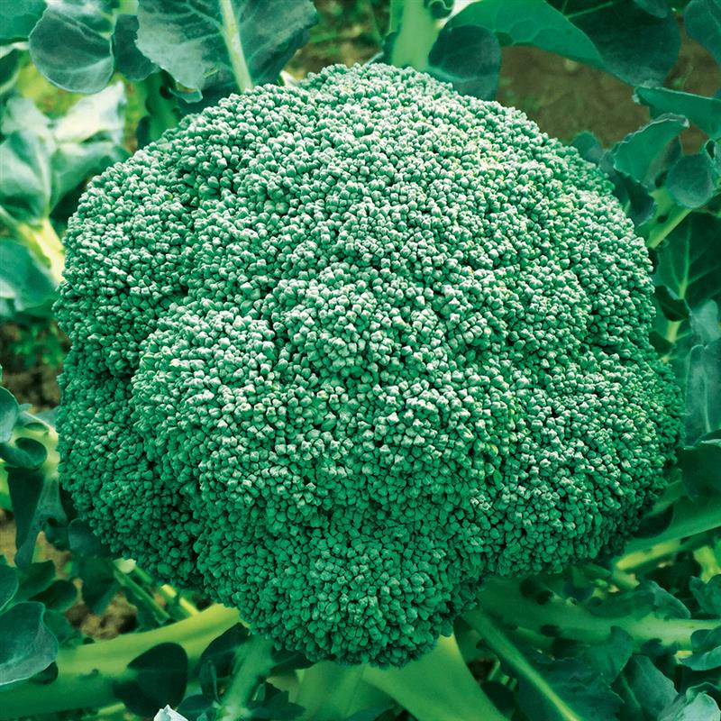 ���У����ס����μ���