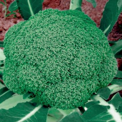 ���У����������μ���