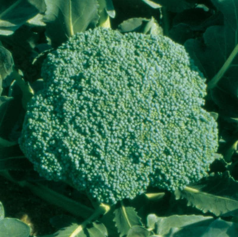 Τ�С����μ���