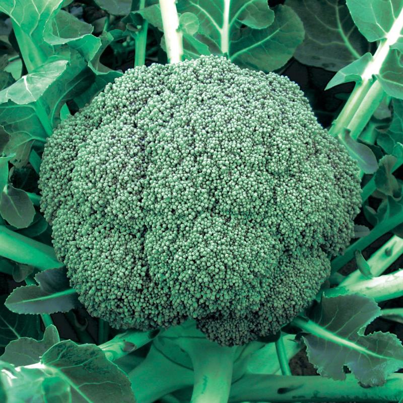 ���У����������μ���