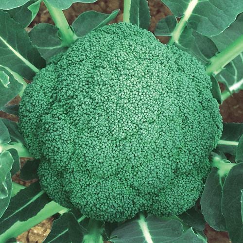 �ϤĤߤ餤�����μ���