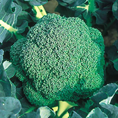 ���У��������μ���