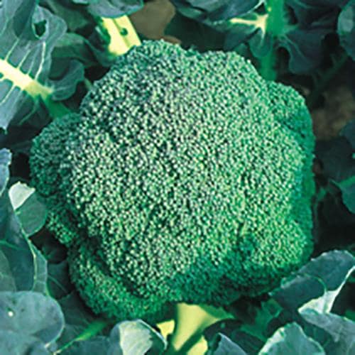 ���У��������μ���