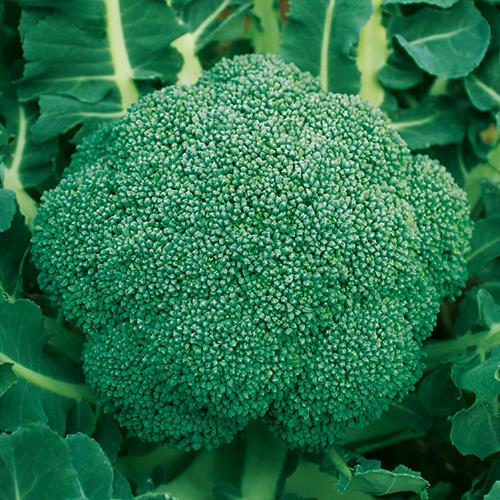 ���У����������μ���