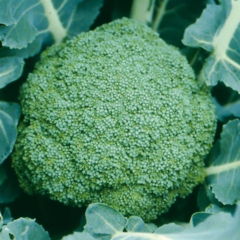 ����С����μ���