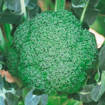 ���У��������μ���