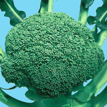 ���У����������μ���