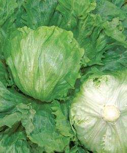 �ӥå������ʥ��������ġˡ�