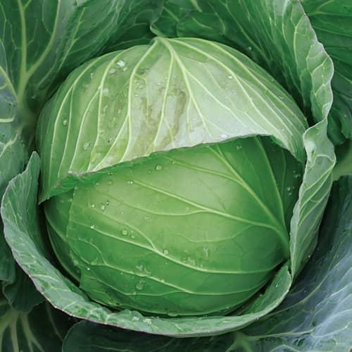 春系643R（増田採種場）＊ | 野菜の種,葉菜,キャベツ | アグリブック