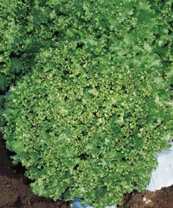 ���󥷥󥰡ʥ��������ġ�