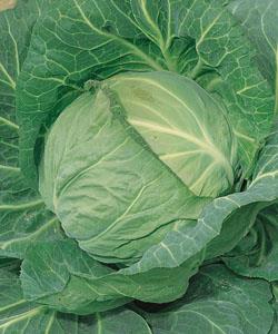 �դҤ��꼷��ʥ��������ġ�