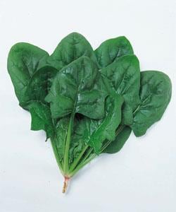 �����饤�ʥ��������ġ�