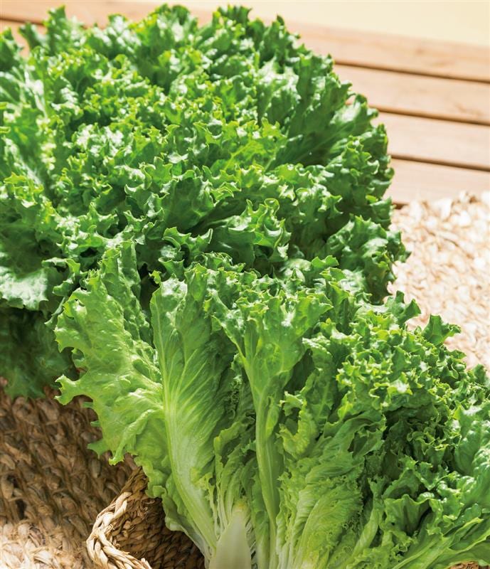 ���꡼��֡����ʥ��������ġˡ�