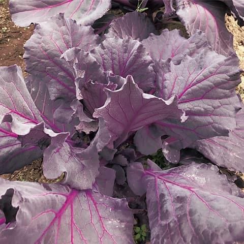 ���塼�����ѡ��ץ�����ĺμ���