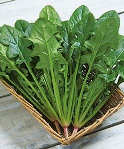 �ߤ��Τߡʥ��������ġ�