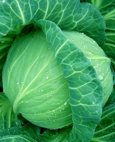 ���Ĥ������������Ӽҡˡ�