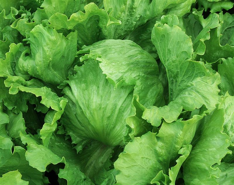 ������ȥ�ʥ��ͥ����ġ�