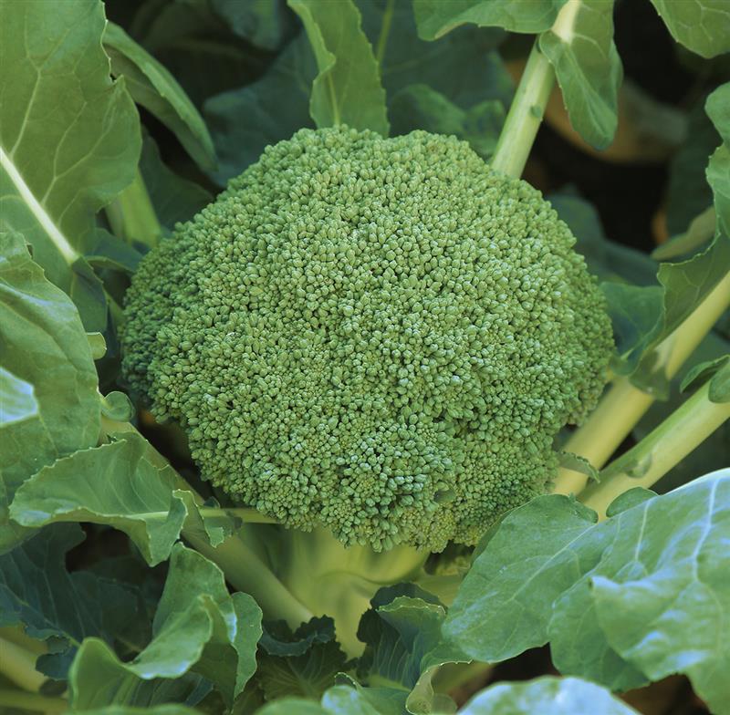 �����ѡ��ɡ���ʥ��ͥ����ġ�