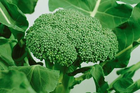 ������鲡ʥ��ͥ����ġ�