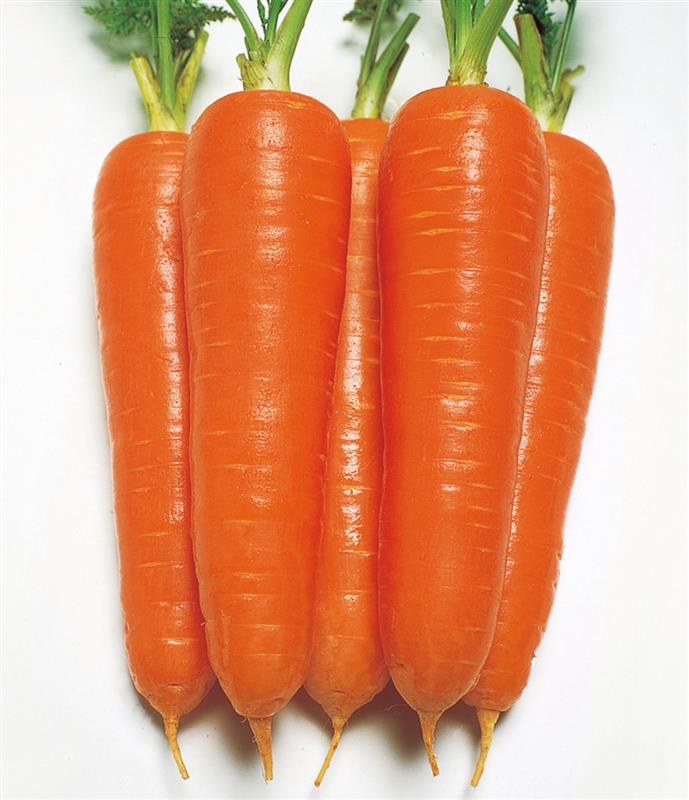 ���������ʥ��������ġ�