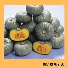 ��˷�����ʥ��������ߤ��ɡ�