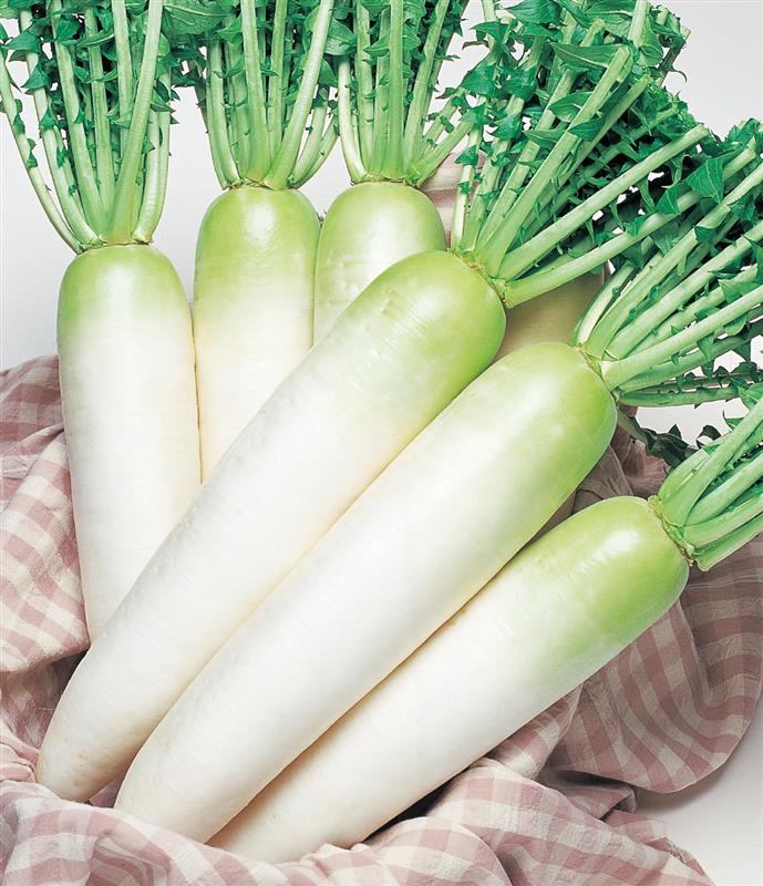 ʥġˡ