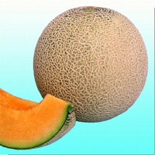 ���ޡ���ԥ���åɡʥ��������ߤ��ɡ�