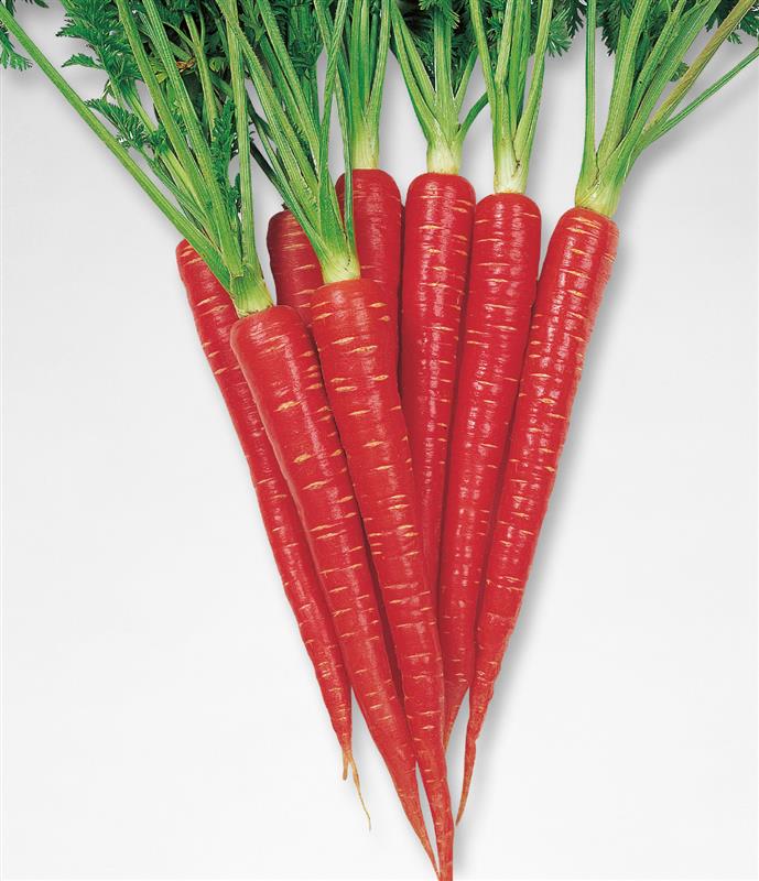 �ܹȶ���ʥ��������ġ�