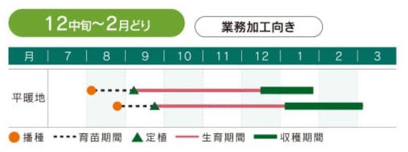 冬系531（増田採種場）＊ | 野菜の種,葉菜,キャベツ | アグリブック