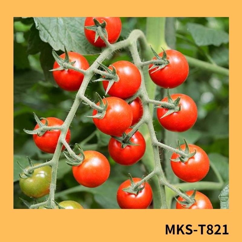 MKS－T821（ヴィルモランみかど） | 野菜の種,果菜,ミニトマト