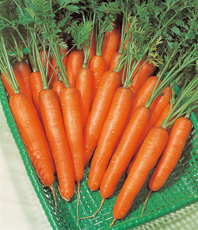 �ԥå����ʥ��������ġˡ�