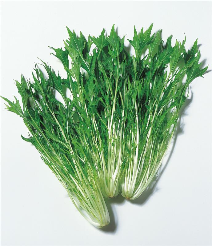 ���ߤ���ʥ��������ġ�