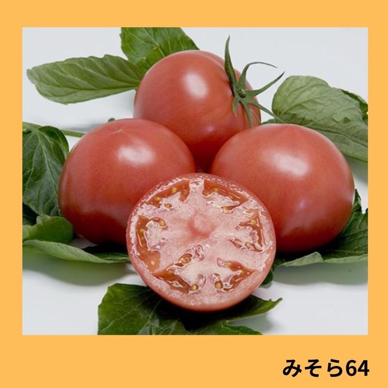 とまと みそら64（ヴィルモランみかど） | 野菜の種,果菜,トマト | アグリブック