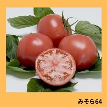 �ߤ��飶���ʥ��������ߤ��ɡ�