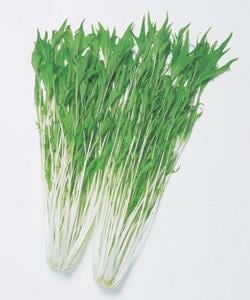 ��������ʥ��������ġ�