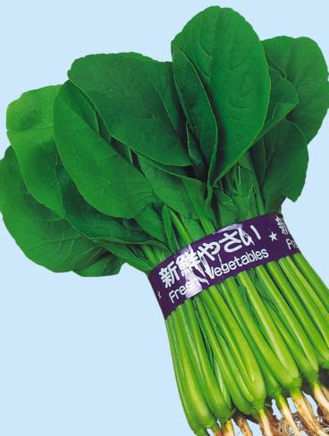 ���ͤξ�Į���������Ӽҡˡ�